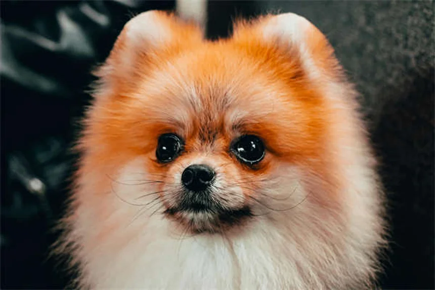 고양이 밥캣 열병 증상과 예방법 총정리