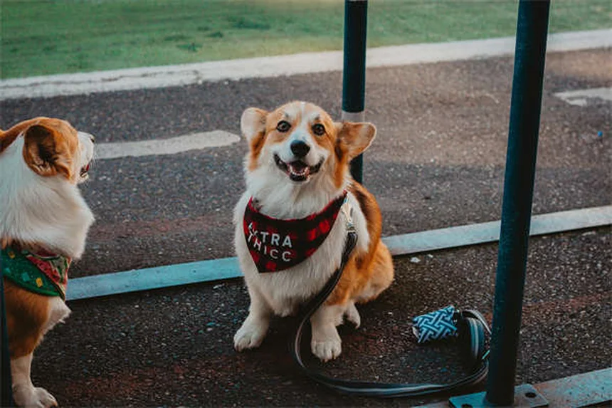 고양이 사랑 깨물기, 왜 하는지 알고 계세요?