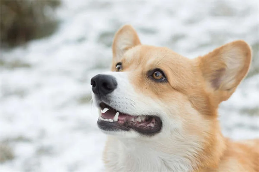 고양이 사랑 깨물기, 왜 하는지 알고 계세요?