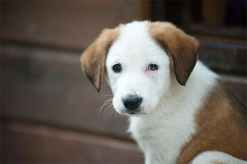 고양이 사고야자 중독 증상과 응급처치 방법 (반드시 알아야 할 정보)