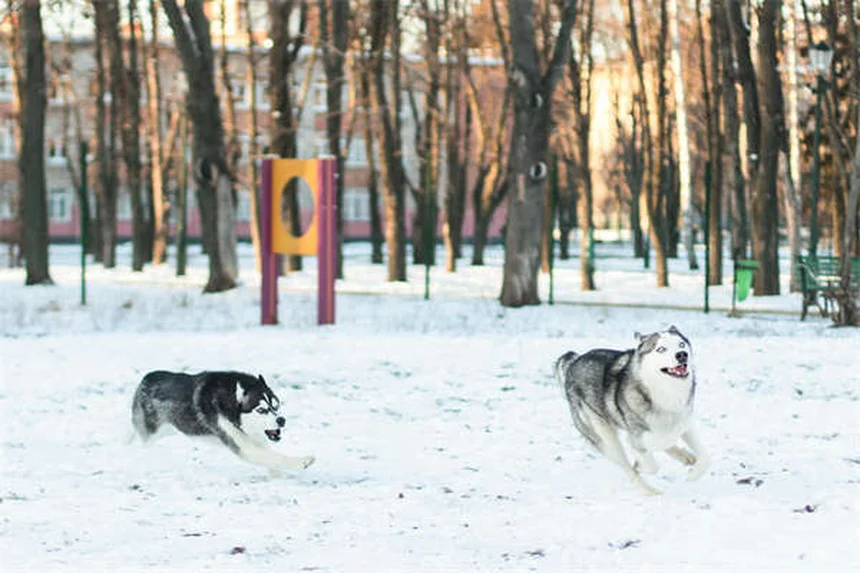 고양이 무기력증 원인과 대처법 5가지