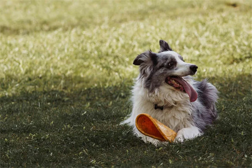 Bravecto® 강아지 고양이 벼룩 진드기 약 효과와 사용법 총정리