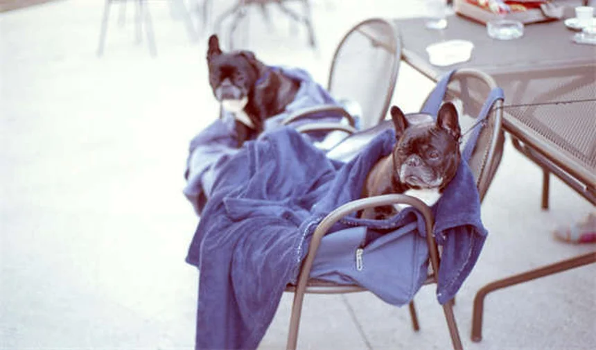 강아지가 실리카겔 먹었을 때 대처법 (전문가 조언)